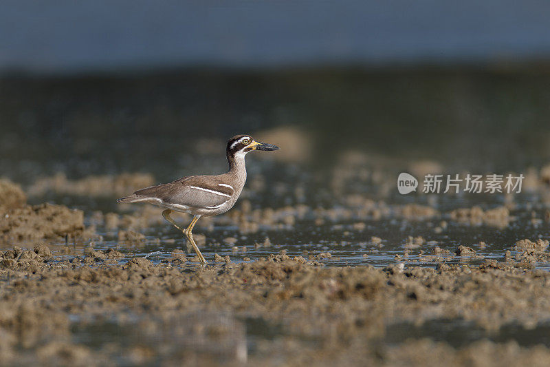 厚膝鸟:成年海滩厚膝或海滩石鸻(Esacus magnirostris)